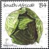 Colnect-1625-304-Cabbage.jpg