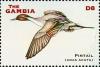 Colnect-4716-310-Pintail.jpg