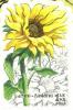 Colnect-1336-337-Sunflower.jpg