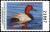 Colnect-6299-538-Canvasback.jpg