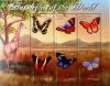 Colnect-5089-343-Butterflies.jpg