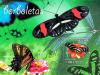 Colnect-5418-773-Butterflies.jpg