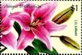 Colnect-4103-964-Lily.jpg