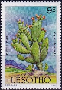 Colnect-4050-873-Prickly-pear.jpg