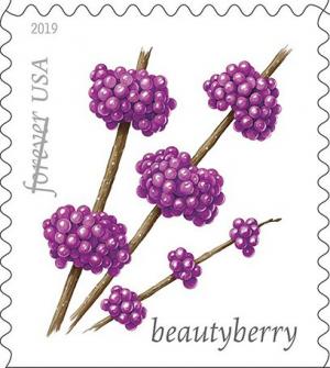 Colnect-6090-803-Beautyberry.jpg