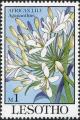 Colnect-2865-343-African-lily.jpg