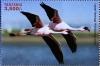 Colnect-4910-440-Flamingos.jpg