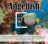 Colnect-6447-840-Angelfish.jpg