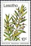 Colnect-1730-144-Wild-olive.jpg