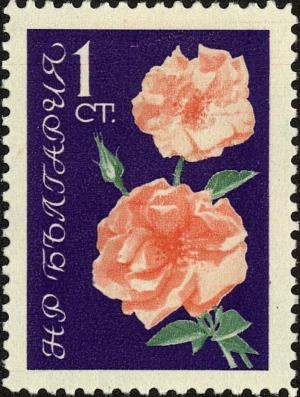 Colnect-4450-745-Pink-roses.jpg