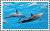 Colnect-4258-491-Dolphins.jpg