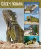 Colnect-5727-074-Green-Iguana.jpg