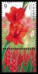 Colnect-5316-152-Gladiolus.jpg