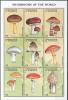 Colnect-4508-455-Mushrooms.jpg