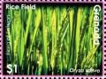 Colnect-5983-056-Rice-field.jpg