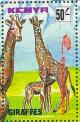 Colnect-6270-578-Giraffes.jpg