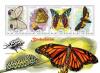 Colnect-5414-035-Butterflies.jpg