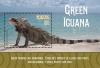 Colnect-5727-075-Green-Iguana.jpg