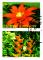 Colnect-1650-613-Flowers.jpg