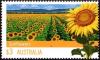 Colnect-6281-965-Sunflowers.jpg