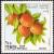 Colnect-1241-663-Apricots.jpg