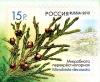 Stamp_of_Russia_2013_No_1683_Microbiota_decussata.jpg