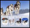 Colnect-6209-666-Sledge-Dogs.jpg