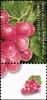 Colnect-773-704-Grapes.jpg