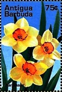 Colnect-4116-677-Narcissus.jpg