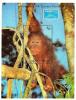 Colnect-4569-479-Orangutan.jpg