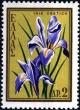 Colnect-3105-747-Iris-cretica.jpg