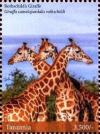 Colnect-4967-864-Giraffes.jpg