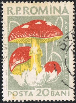 Posta_Romana_-_1958_-_mushroom_20_B.jpg