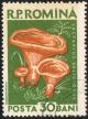Posta_Romana_-_1958_-_mushroom_30B.jpg