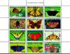 Colnect-3933-768-Butterflies.jpg