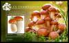 Colnect-5969-096-Mushrooms.jpg