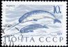 The_Soviet_Union_1971_CPA_4039_stamp_%28Narwhals%29_cancelled.jpg