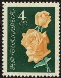 Colnect-4413-029-Yellow-roses.jpg