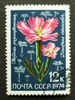 Soviet_stamps_1974_12k_Dianthus_versicolor.JPG