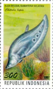 Chitala_lopis_1997_Indonesia_stamp.jpg