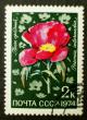 Soviet_stamps_1974_2k_Paeonia_intermedia.JPG