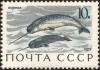 The_Soviet_Union_1971_CPA_4039_stamp_%28Narwhals%29.jpg