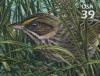 Colnect-202-664-Cape-Sable-seaside-sparrow.jpg