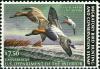 Colnect-5926-712-Canvasback-Aythya-valisineria.jpg