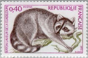 Colnect-144-866-Guadeloupe-Raccoon-Procyon-lotor-minor.jpg