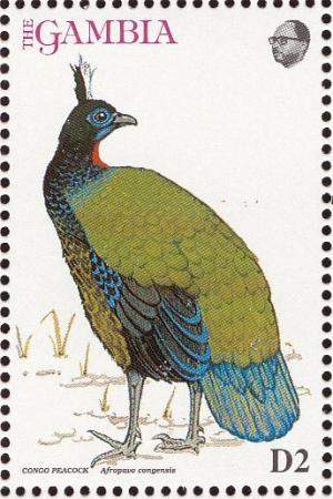 Colnect-1462-509-Congo-Peacock-Afropavo-congensis.jpg