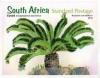 Colnect-5962-686-Cycads-of-South-Africa.jpg