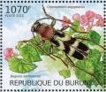 Colnect-3102-339-Beetle-Chlorophonus-aegyptiacus-Begonia-Begonia-samhaens.jpg