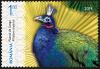 Colnect-5826-287-Congo-Peafowl-Afropavo-congensis.jpg