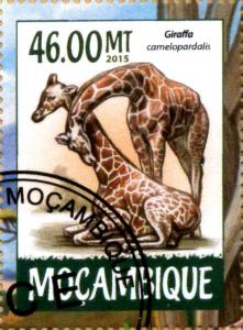 Colnect-3889-743-Giraffa-camelopardalis.jpg